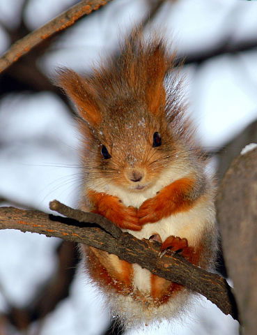 Ольга Машкова