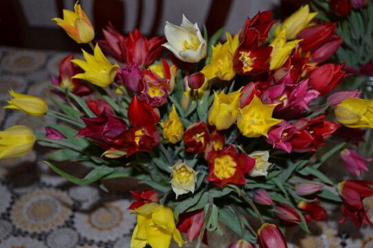 Алия Акрамова