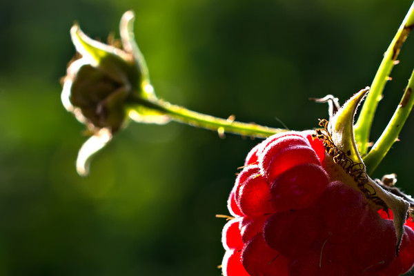 Баршагуль Шаукенова
