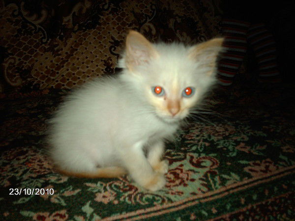 Оксана Арефьева