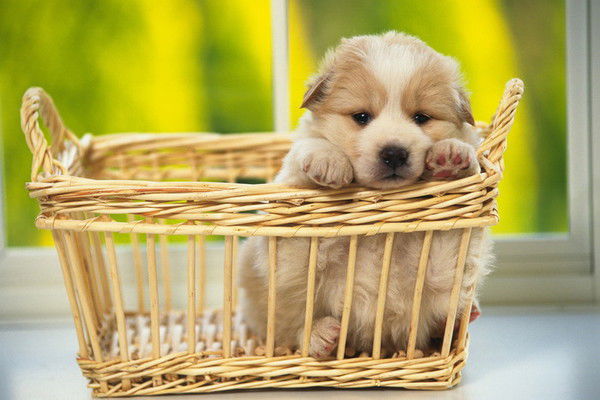 Шахло Джумаева