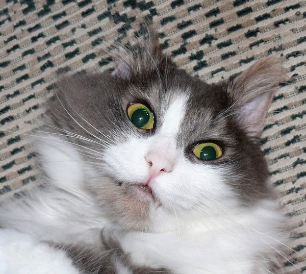 Алена Можейко