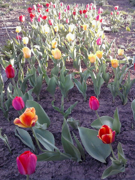 Нина Чернышева