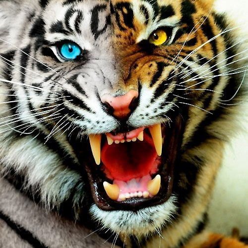 Босак Елена