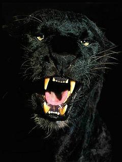 Рустам Рустамов