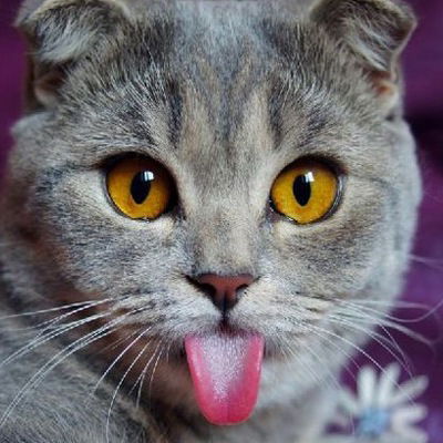 Влад Чижиков