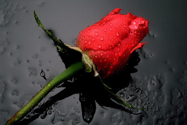 Елена Замерченко