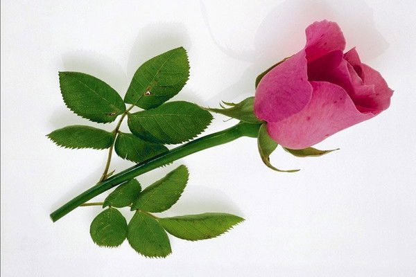 Артемьева Елена