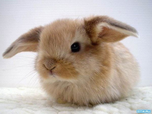 Ирина Гажова