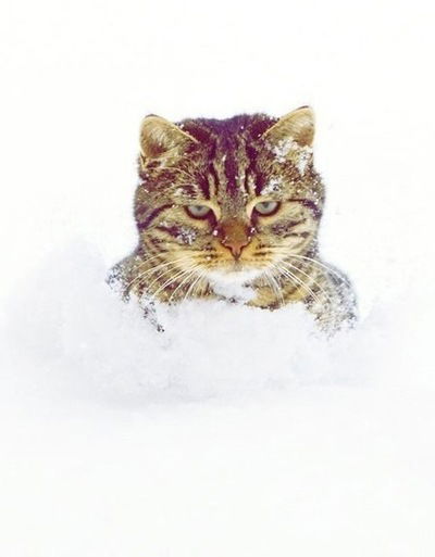 Елена Саввиди