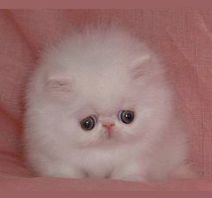 Игорь Грицьков