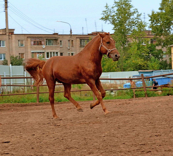 Злой Блондинк
