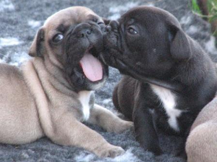 Анжелика Дубинина