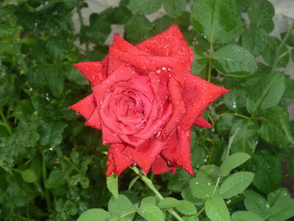 Татьяна Закарияева