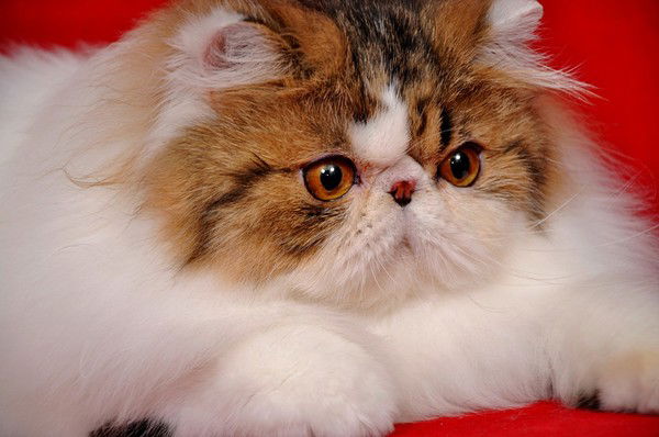 Валентина Княгина