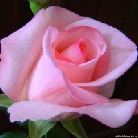 Алиса Миллер