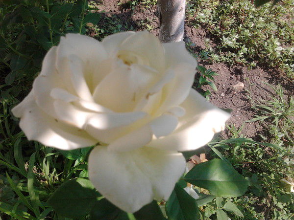 Ольга Лузан