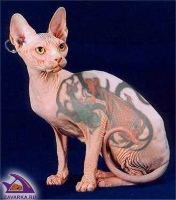 Бахтигареева Елена