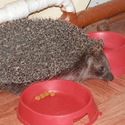 Владимир Коновалов