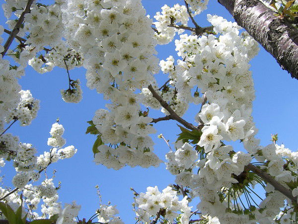 Зарифа Ибатова