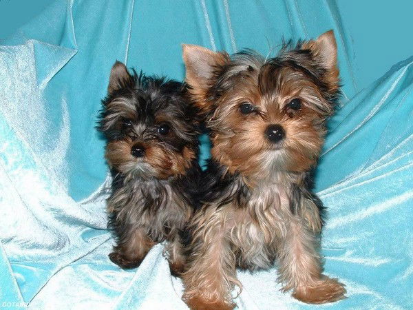 Вера Митряева