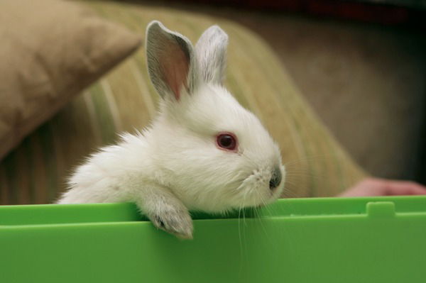 Елена Халилова