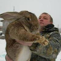 Елена Перепеч