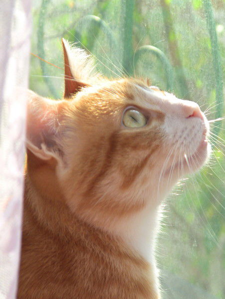 Олег Пятковский