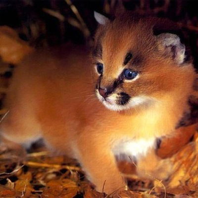 Марина Шигарева