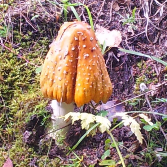 Уйердна Окнечвеш