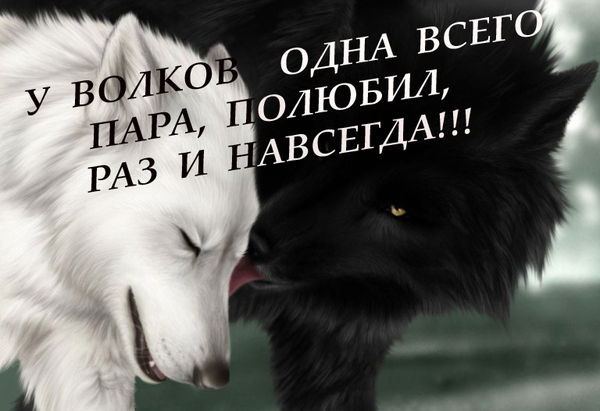 Одинокий Волк