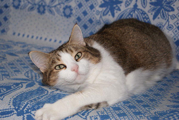 Александр Алексеевич Ещенко