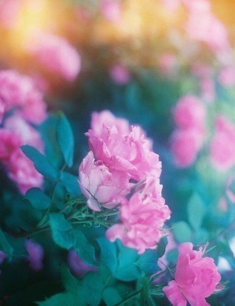 Маргарита Поварёнкина