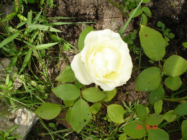 Татьяна Лозицкая