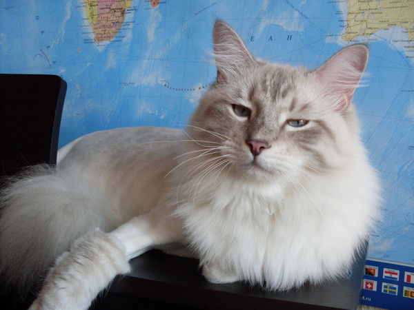 Елена Важник