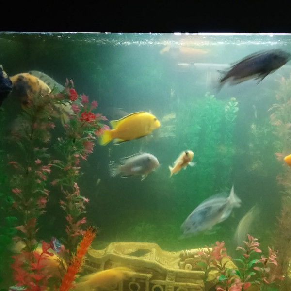 Виктор Прокофьев