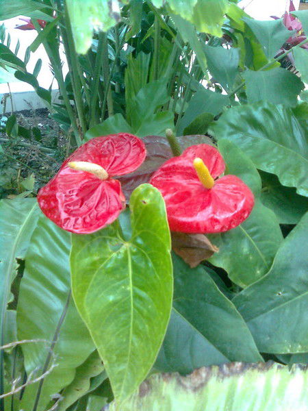 Нургуль Камалбеккызы