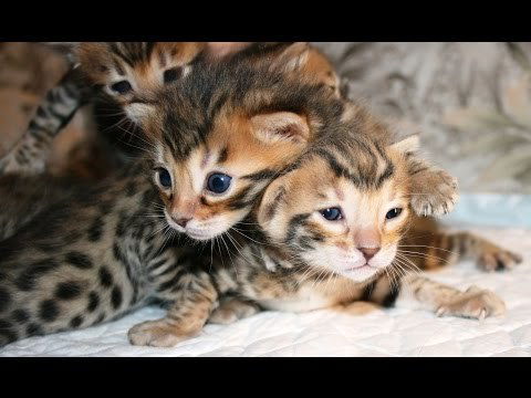 Марина Колиева