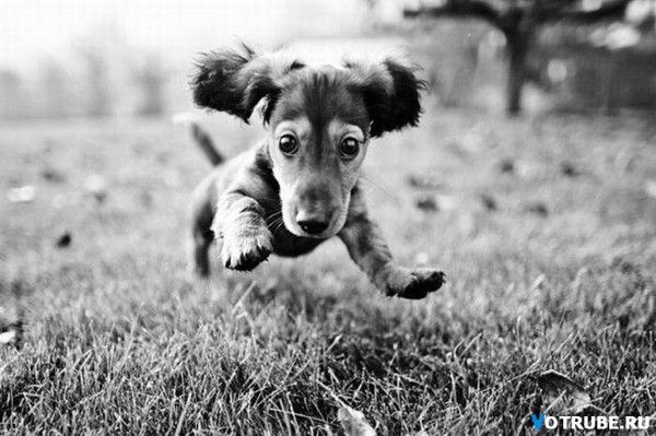 Дмитрий Гейдельбах