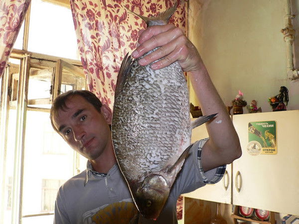 Дмитрий Богданов