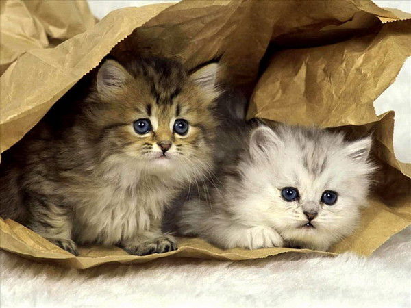 Оксана Арсеньева