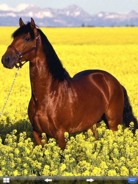 Ержан Тулебаев