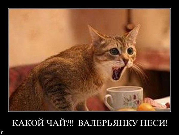 Константин Володенков