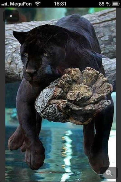 Анна Левтонова