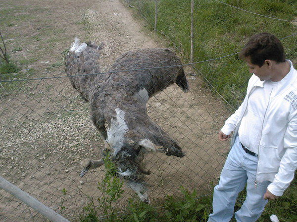 Александр Войцеховский