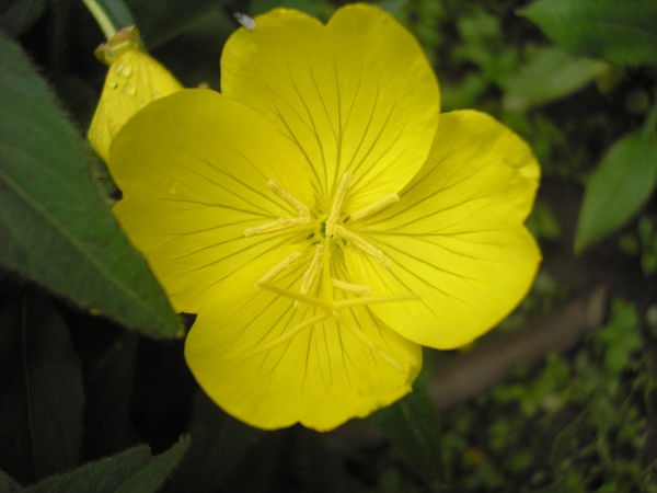 Светлана Анатольевна