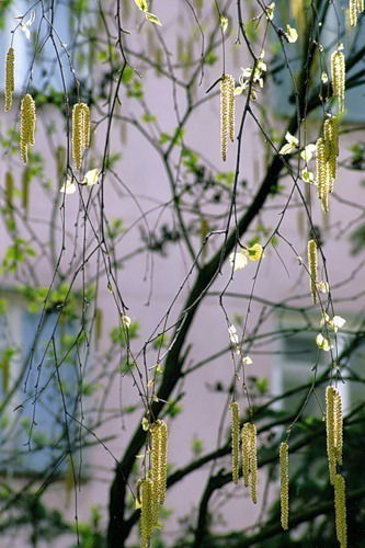 Инесса Стёпина