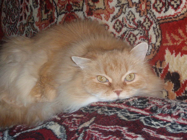 Татьяна Наумова