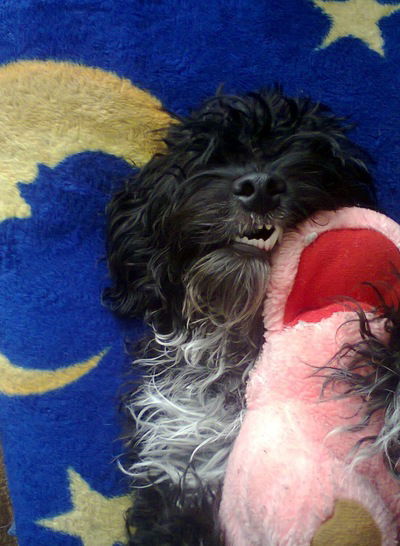 Светлана Лана