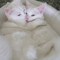 Дарина Котейка